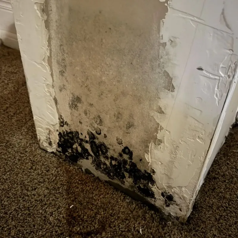 Professional Mold Removal in Sidney, OH